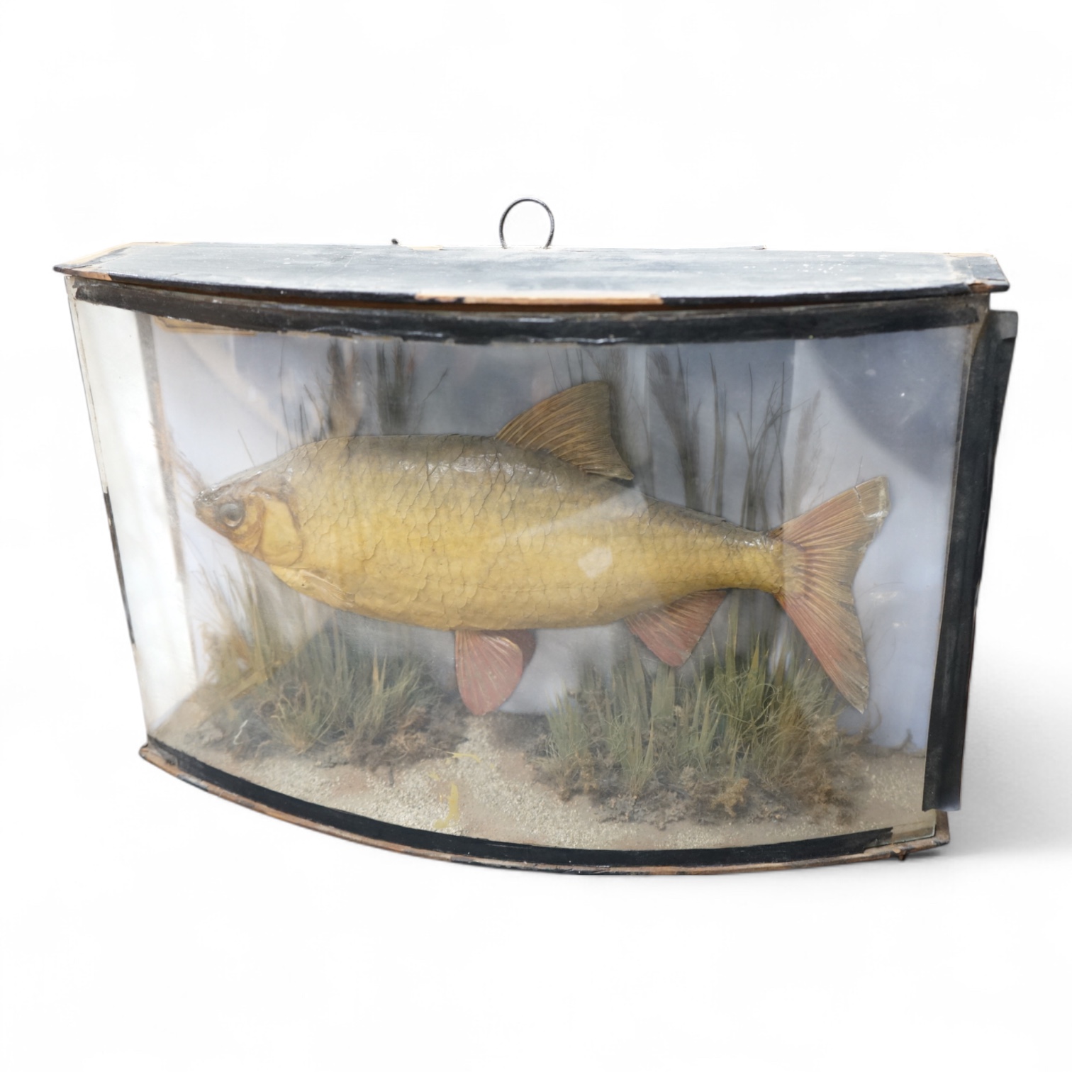 A mid 19th century taxidermy Rudd in a bow fronted case, with paper label reading; ‘Preserved by J. Cooper & Sons, 28 Radnor Street, St Luke’s, London E.C.’ and another with ‘Caught by Mr. J. Blakeley 19th Aug. 1866’, di